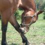 Diane Conner Photo 29