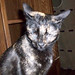 Annette Sweet Photo 17
