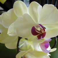 Diane Sutter Photo 22