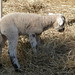 Vernon Lamb Photo 13