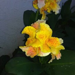 Debra Dale Photo 39