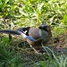 Jay Hare Photo 20