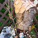 Judy Button Photo 10