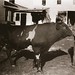 Elizabeth Vining Photo 12
