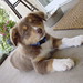 Jesse Shepherd Photo 46
