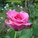 Rosa Cordero Photo 33