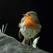 Robin Combs Photo 8