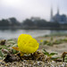 Nicholas Moss Photo 31