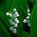 Jennie White Photo 16