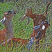 Janet Hawthorne Photo 9
