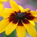 Susan Mountain Photo 11