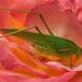 Rose Hopper Photo 15