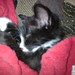 Tracy Sheffield Photo 32