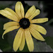 Susan Grey Photo 37