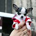 Ada Nieves Photo 9