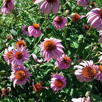 Judy Ackerman Photo 18