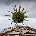 Heather Spore Photo 6