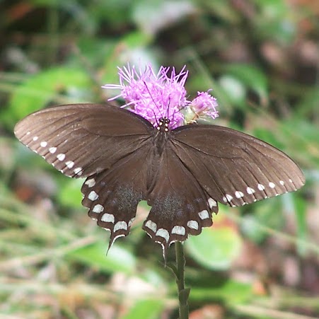 Heather Greer Photo 34