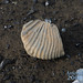 James Weddell Photo 5