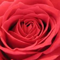 Rose Johnson Photo 31
