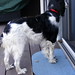 Marlin Springer Photo 9