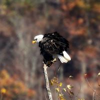 Diane Craig Photo 32