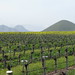 Edna Vines Photo 7