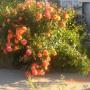 Tracy Himes Photo 26
