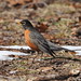 Robin Wharton Photo 14