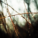 Esther Sharp Photo 8