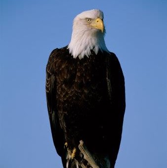 Joyce Carlson Photo 39