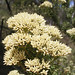 Lorraine Bush Photo 16