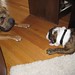Wallace Bailey Photo 12