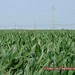 Tracy Fields Photo 27