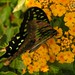 Jay Strayer Photo 8