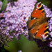 Andrew Peacock Photo 27