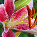 Gary Hicks Photo 14