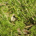 Rosemary Sparrow Photo 10