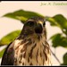 John Ridgway Photo 17