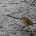 Robin Earley Photo 13