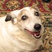 Bobbie Higginbotham Photo 8
