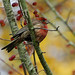 Autumn Finch Photo 10