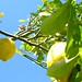 Christine Lemon Photo 18
