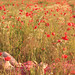 Beth Fields Photo 15