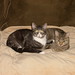 Toby Reese Photo 5