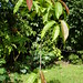 Ho Long Photo 11