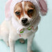 Easter Brown Photo 12