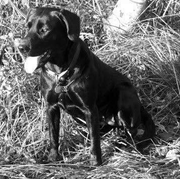 Alexander Shepherd Photo 25