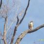 Bob Henderson Photo 3