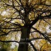 Forrest Brown Photo 24